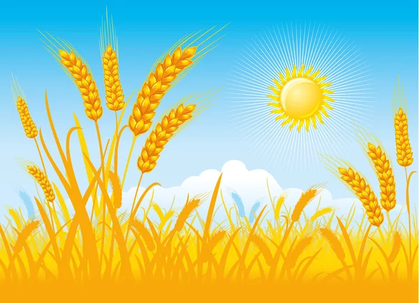 小麦的丰收 — 图库矢量图片
