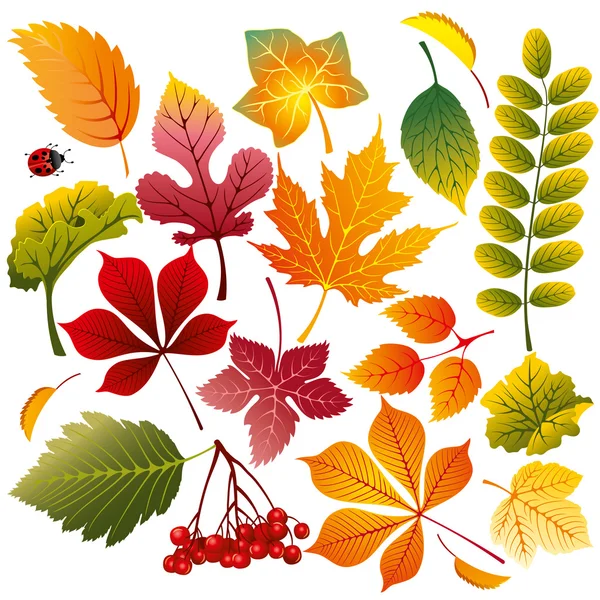 Hojas de otoño — Vector de stock