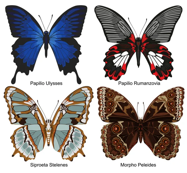 Papillon — Image vectorielle