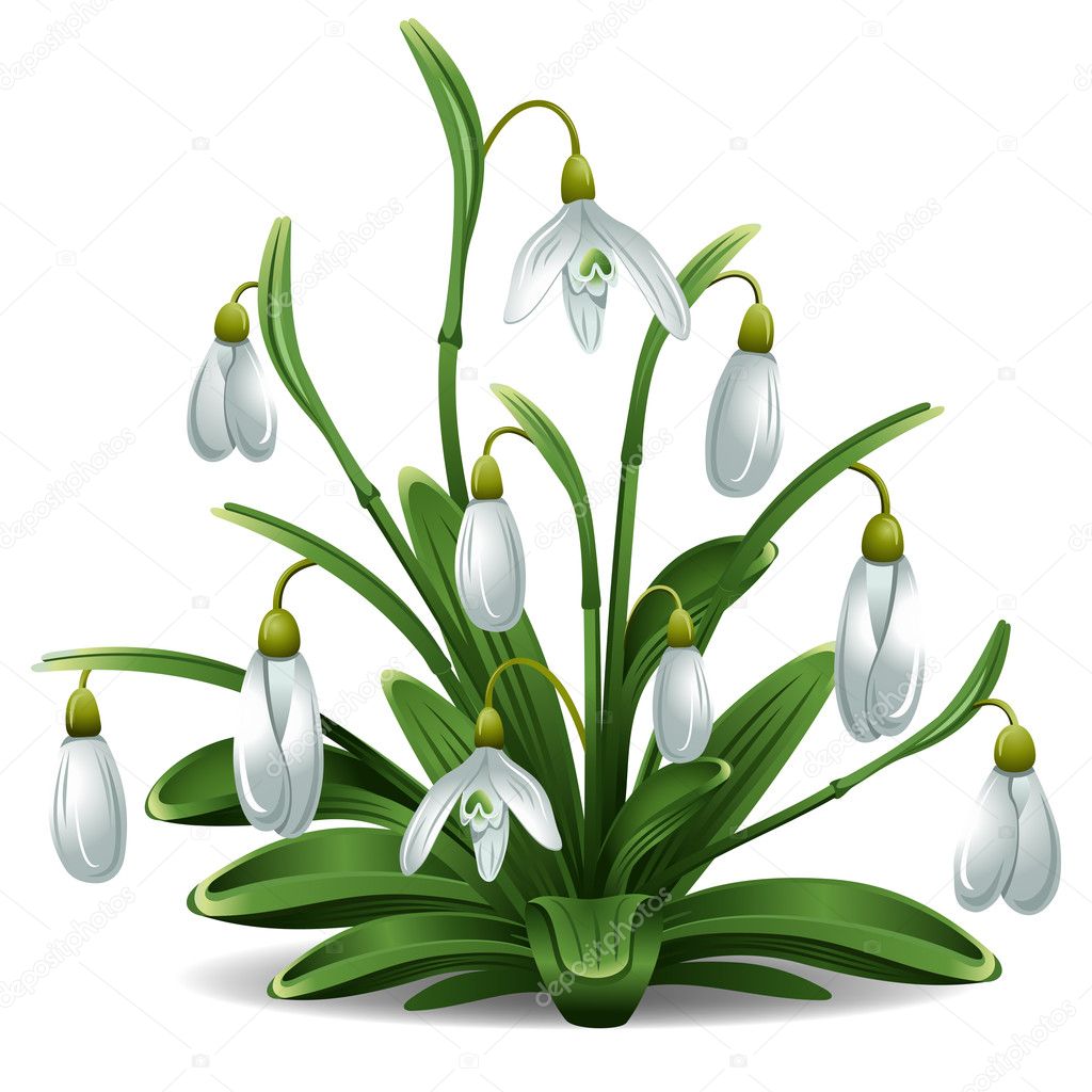 Free Free Snowdrop Svg 944 SVG PNG EPS DXF File