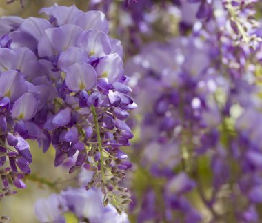 Wisteria