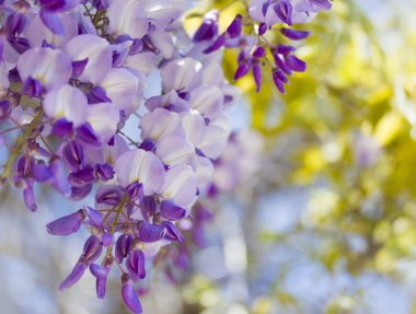 Wisteria