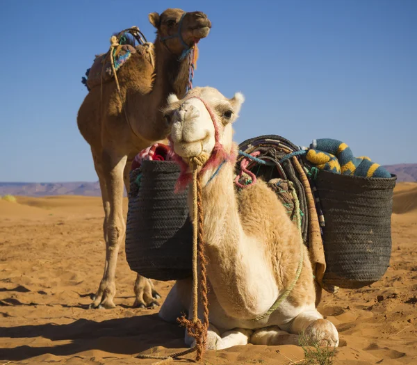 Сamels in the desert — Stock Photo, Image