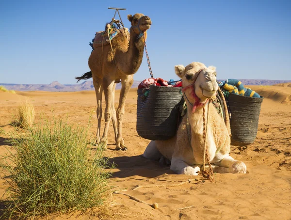 Сamels in the desert — Stock Photo, Image