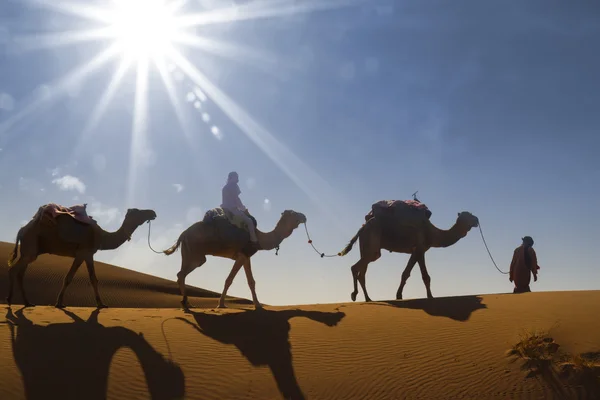 Caravana del desierto — Foto de Stock