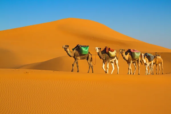 Sivatagban karaván — Stock Fotó