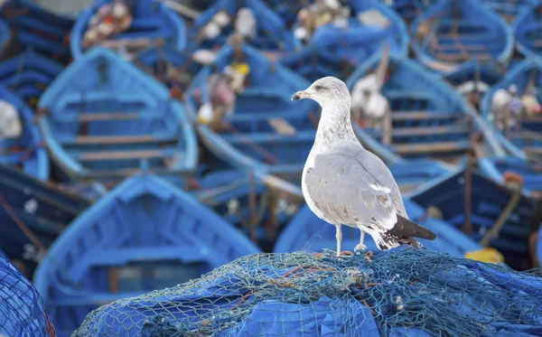 Blauwe vissersboten — Stockfoto