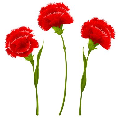 Kırmızı karanfil çiçekleri, yeşil yapraklar ve saplar. Çizim seti. Beyaz arka planda izole edilmiş. Vektör illüstrasyonu.