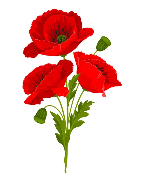野の花の優しい花束 赤いケシの花 ケシの種鞘 ベクターイラスト — ストックベクタ