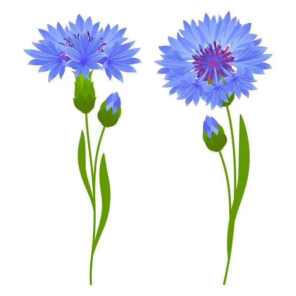 Sanfte Wildblumen Kornblumen Blätter Und Knospen Zeichentrickserie Vektorillustration — Stockvektor