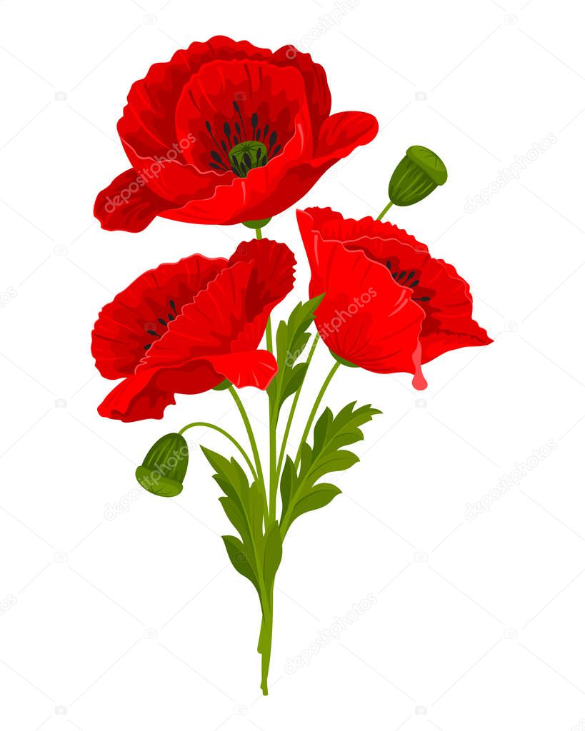 Gentle bouquet of wildflowers. Red poppy flowers, leaves and poppy seed pods. Vector illustration.