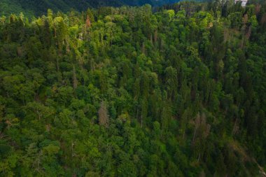 Yeşil ağaç üstten görünüyor. Yaz havası manzaralı yeşil dağ ormanı. Kozalaklı bir ormanın dokusu.