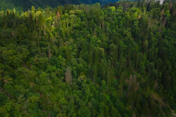 Зеленое Дерево Сверху Вид Сверху Зеленый Горный Лес Летнем Воздушном — стоковое фото