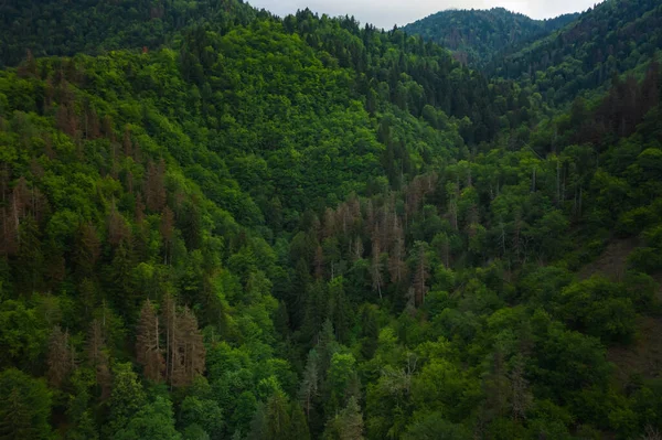 Βουνά Στο Borjomi Καλοκαιρινή Εναέρια Θέα Όμορφα Πράσινα Βουνά Δάσος — Φωτογραφία Αρχείου
