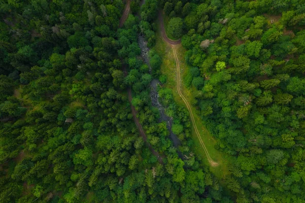 Зеленое Дерево Сверху Вид Сверху Зеленый Горный Лес Летнем Воздушном — стоковое фото