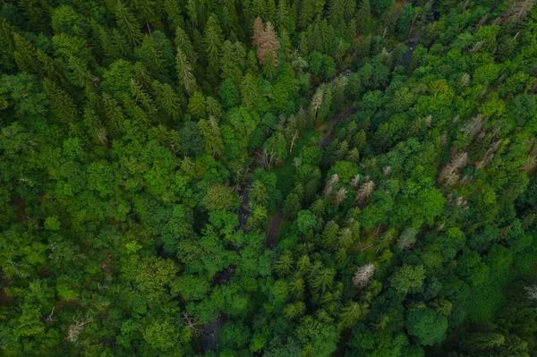 Green Tree Tops Top View Green Mountain Forest Summer Aerial — Stock Photo, Image