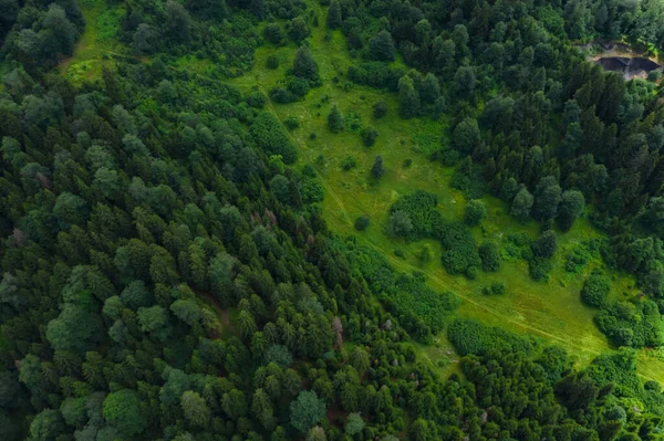Grüne Baumwipfel Von Oben Gesehen Grüner Bergwald Sommer Luftbild Die — Stockfoto