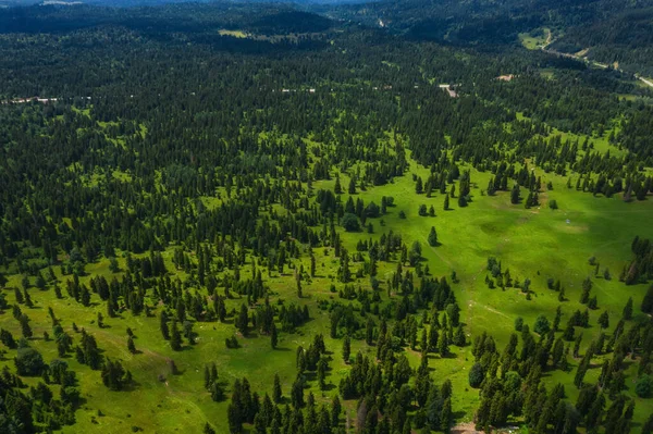 Vista Superior Las Copas Árboles Verdes Bosque Montaña Verde Vista — Foto de Stock