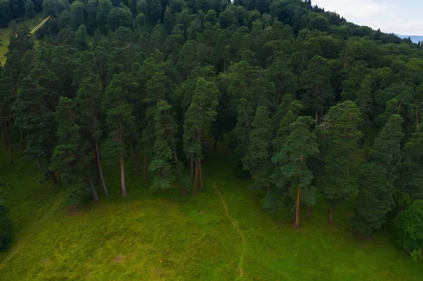 Grüne Baumwipfel Von Oben Gesehen Grüner Bergwald Sommer Luftbild Die — Stockfoto