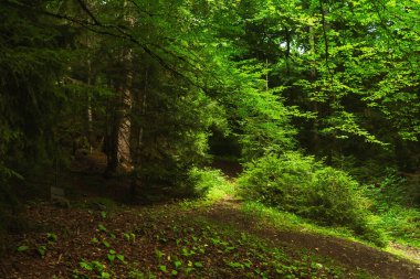 Georgia 'daki Borjomi Mineral Su Parkı' nda bir orman. Yazın dağlarda yosun olan güzel yeşil orman.
