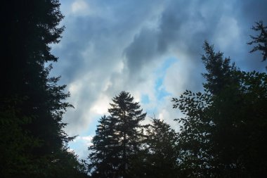 Ağaçların tepeleri akşam gökyüzünün arka planına karşı bulutlu. Gökyüzüne karşı bir dağ ormanının silueti