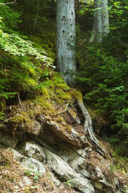 Georgia 'daki Borjomi Mineral Su Parkı' nda ağaç kökleri, gövdeler ve yosunlar. Yazın ormandaki dağlarda bitkiler