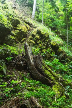 Georgia 'daki Borjomi Mineral Su Parkı' nda ağaç kökleri, gövdeler ve yosunlar. Yazın ormandaki dağlarda bitkiler