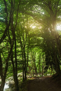Georgia 'daki Borjomi Mineral Su Parkı' ndaki dağ ormanı. Yazın korulukta yeşil yapraklı ağaç gövdeleri
