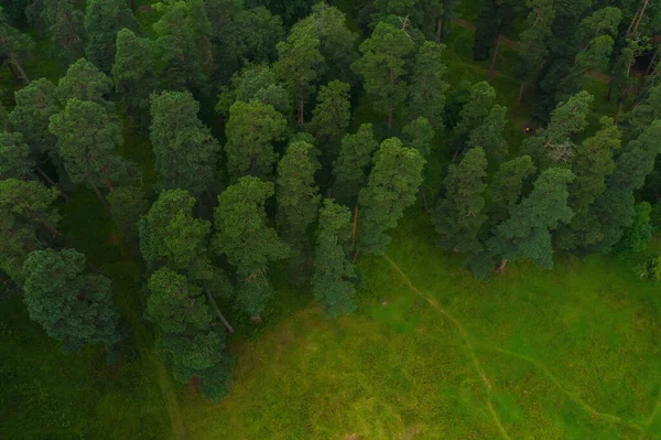 Grüne Baumwipfel Von Oben Gesehen Grüner Bergwald Sommer Luftbild Die — Stockfoto