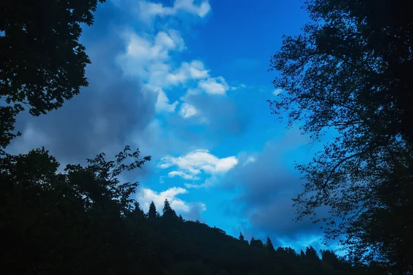 Ağaçların Tepeleri Akşam Gökyüzünün Arka Planına Karşı Bulutlu Gökyüzüne Karşı — Stok fotoğraf