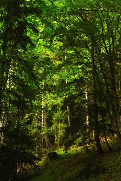 Mountain Forest Borjomi Mineral Water Park Georgia Tree Trunks Green — Stock Photo, Image