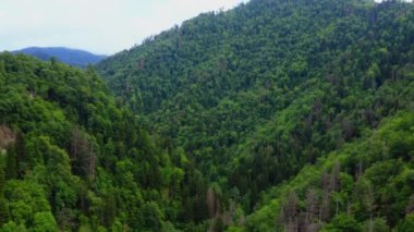 Borjomi 'deki dağlar yaz havası manzaralı. Ormanlı güzel yeşil dağlar ve Georgia 'da bulutlu gökyüzü. Yeşil bir yaz ormanının dokusu