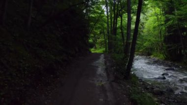Georgia 'daki Borjomi Mineral Su Parkı' nda bir orman. Yazın dağlarda yosun olan güzel yeşil orman.