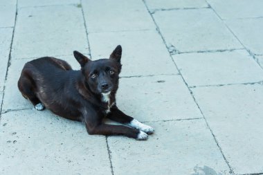 Serseri bir köpek mermer bir levhanın üzerinde yatıyor. Gürcistan 'ın Akhaltsikhe kasabasındaki Melez
