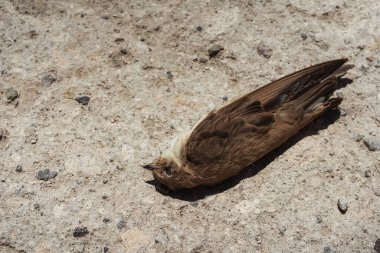 Toprakta ölü bir kırlangıç kuşu. Mağaradaki ölü sürat