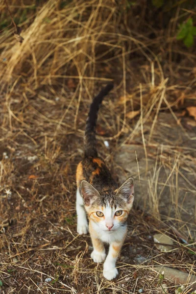 Ένα Μικρό Αδέσποτο Γατάκι Στα Άχυρα Μια Πολύχρωμη Άστεγη Γάτα — Φωτογραφία Αρχείου