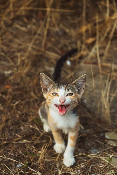 Маленький Бродячий Котёнок Сеновале Разноцветный Бездомный Кот — стоковое фото