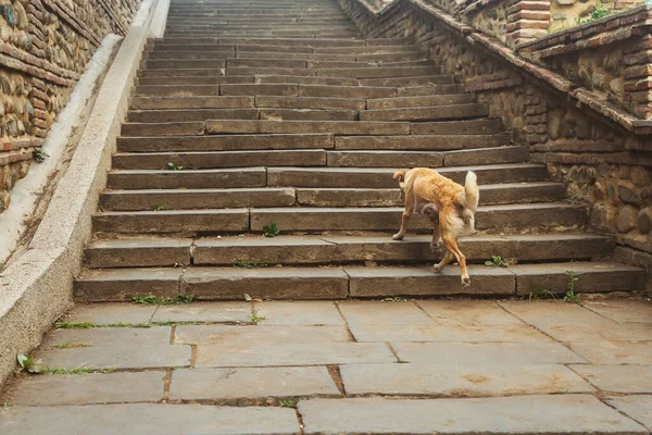 Stray Dog Climbs Stairs City Red Haired Mutt Street Georgia — Stock Photo, Image