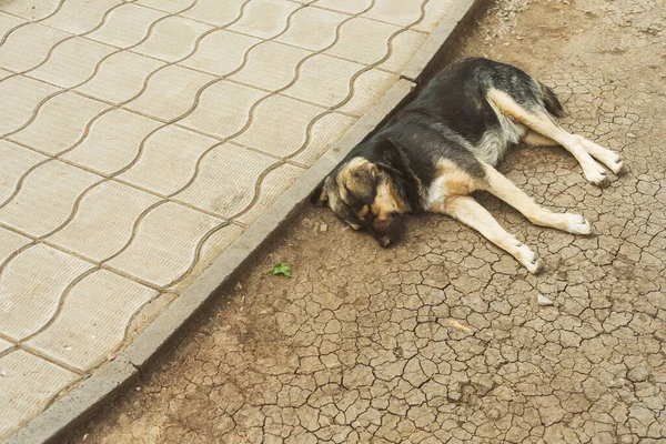 Stray Dog Lying Sidewalk Tile Mongrel Sleeps Street Georgia — Stock Photo, Image