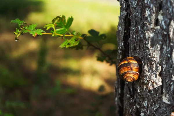 Caracóis Jardim Tronco Árvore Grande Caracol Numa Concha Parque Caracol — Fotografia de Stock