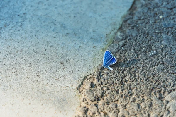 Borboleta Azul Claro Estrada Asfalto Uma Pequena Borboleta Com Asas — Fotografia de Stock