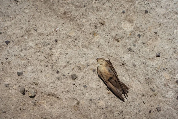 A dead swallow bird on the clay ground. The dead swift in the cave