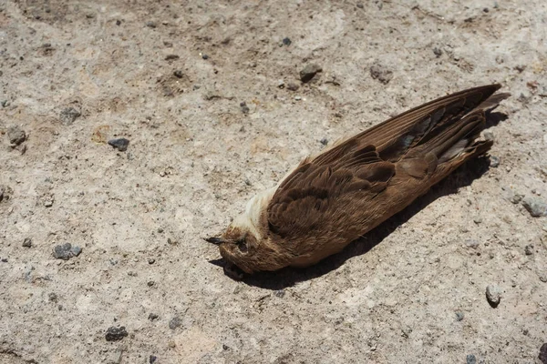A dead swallow bird on the clay ground. The dead swift in the cave