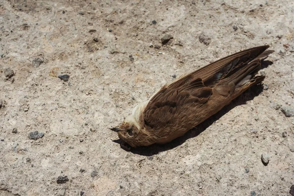 Pássaro Morto Engolir Chão Barro Morto Rápido Caverna — Fotografia de Stock