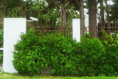 Parktaki çitlerin yanındaki çalılar ve bitkiler. Bahçe çitinin yanındaki özel mülkün güvenlik kamerası. Parktaki eski paslı metal çit