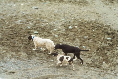 Karadeniz 'de sahilde üç köpek. Georgia sahilinde başıboş köpekler.