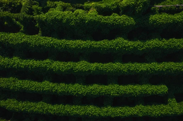 Green cascade of plants top view. The texture of bushes on terraces. Abandoned Lemonary garden in Georgia