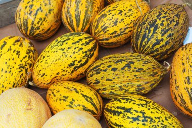 Yeşil benekli, küçük, uzun sarı kavunlar. Tezgahtaki kavun dokusu. İstanbul 'da pazarda bir sürü kavun var.