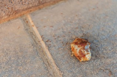 Yerde bir parça ekmek üzerinde kahverengi karıncalar. Sokak yemeğindeki küçük karıncalar. Çöpe atılmış yiyeceklerdeki böcekler.