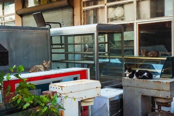 Street stray cats in the warehouse of old equipment for restaurants and catering.